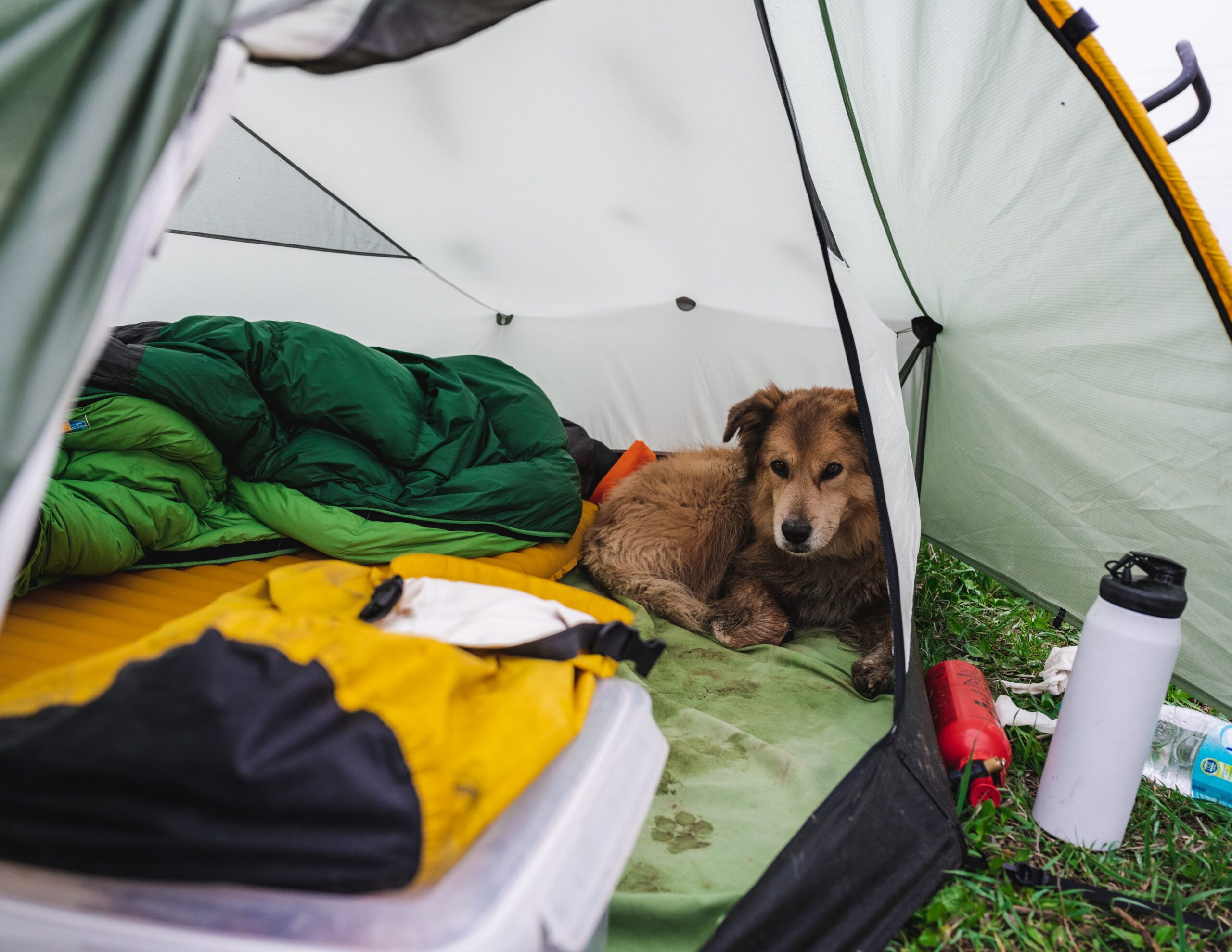 Savannah in the tent